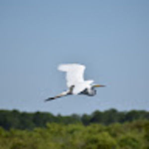 Meet your Posher, Cora